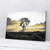 Tree Sunlight Attractive Natural Canvas Prints